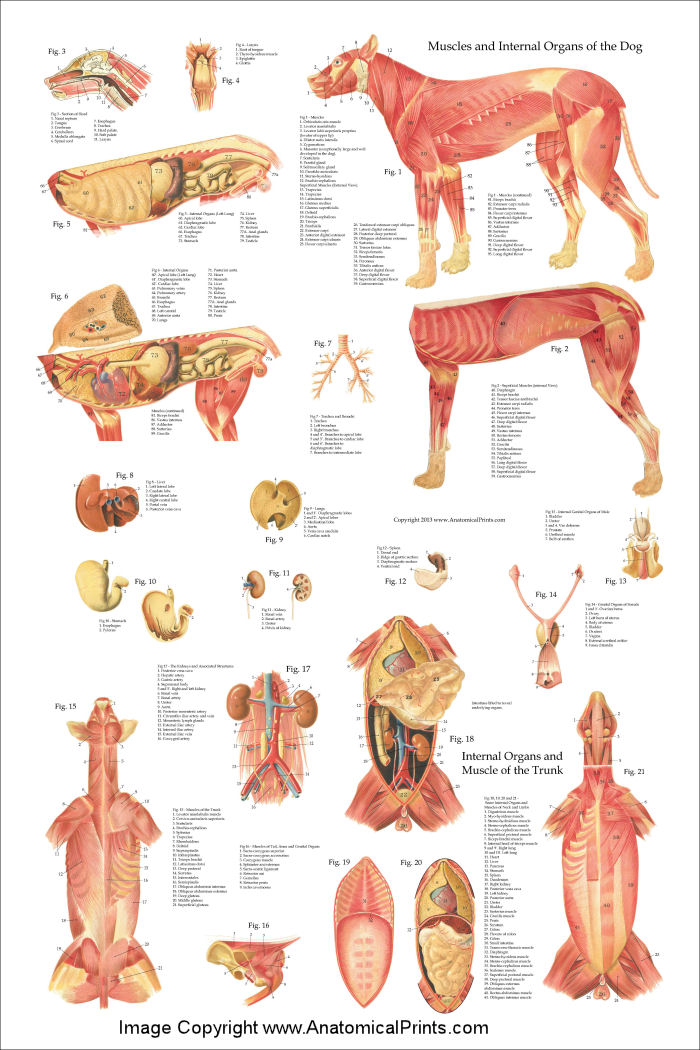 Dog Internal Anatomy Poster 24 x 36