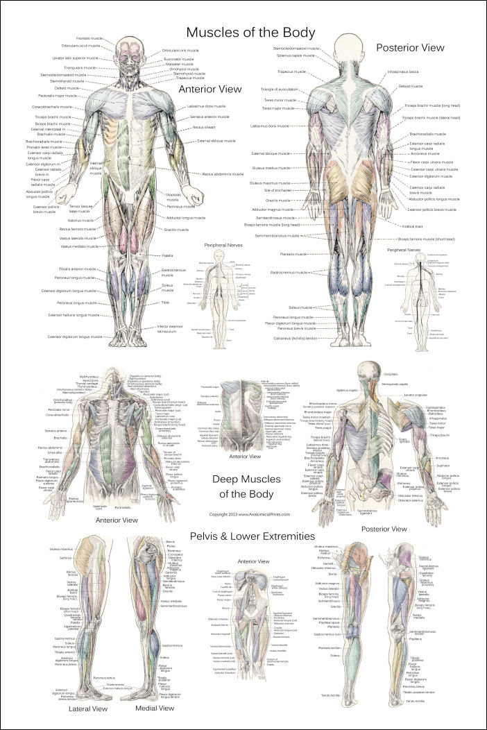 Human Anatomy Muscle Diagram Posters 51