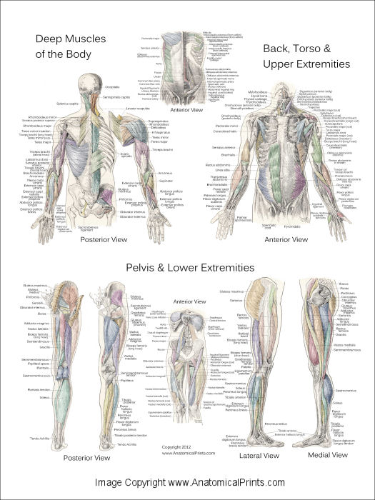 Muscle Anatomy Posters - Anterior, Posterior & Deep Layers