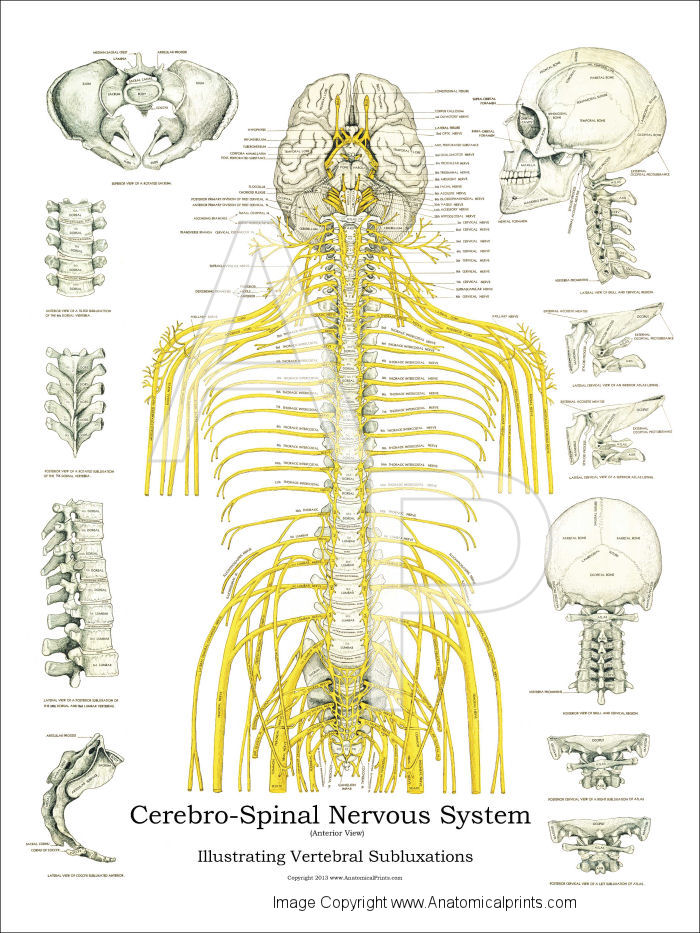 Spinal Nerves and Subluxations Poster