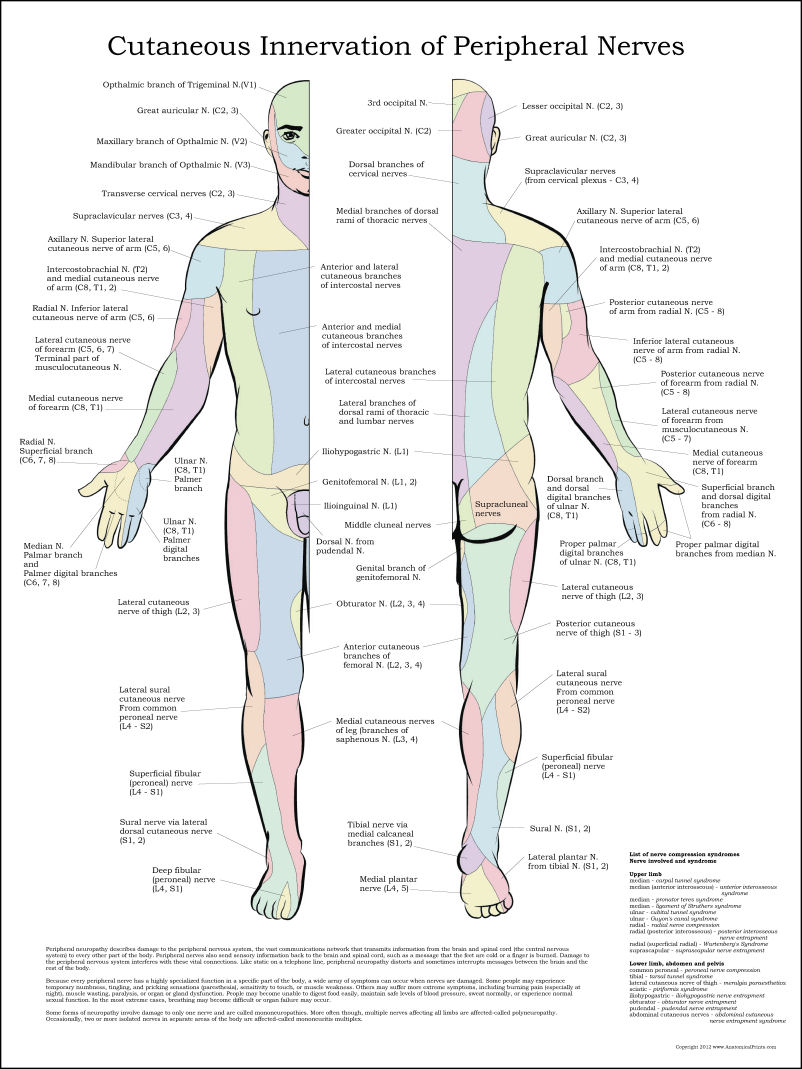 Peripheral Nerves Poster