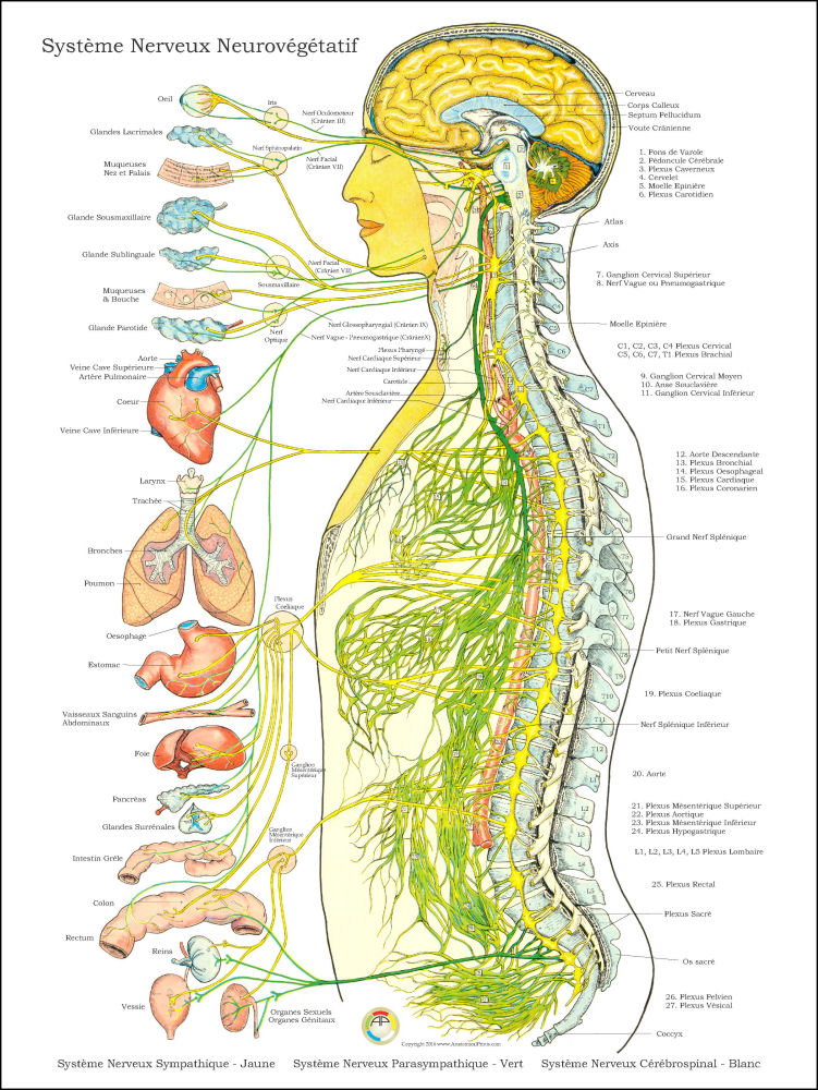 Autonomic Nervous System Poster