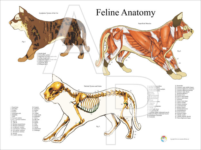cat anatomy sketch