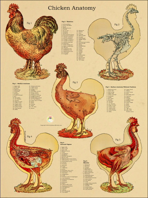 Chicken Anatomical Chart