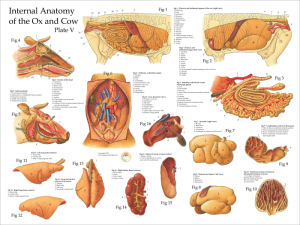 Cow Anatomy Posters