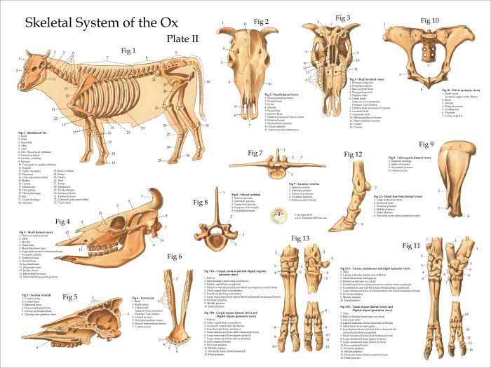 Ox Bovine Skeletal Anatomy Poster