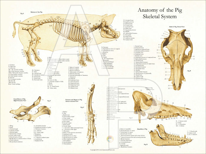 Pig Skeletal Anatomy Poster