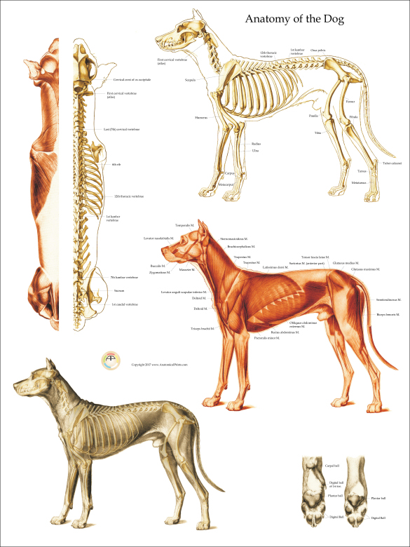 Dog Anatomical Chart Bones and Muscles