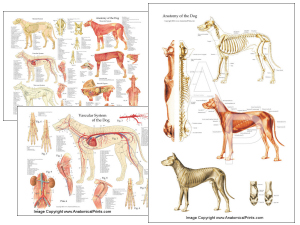 Veterinary Anatomical Charts and Posters