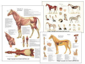Veterinary Anatomical Charts and Posters