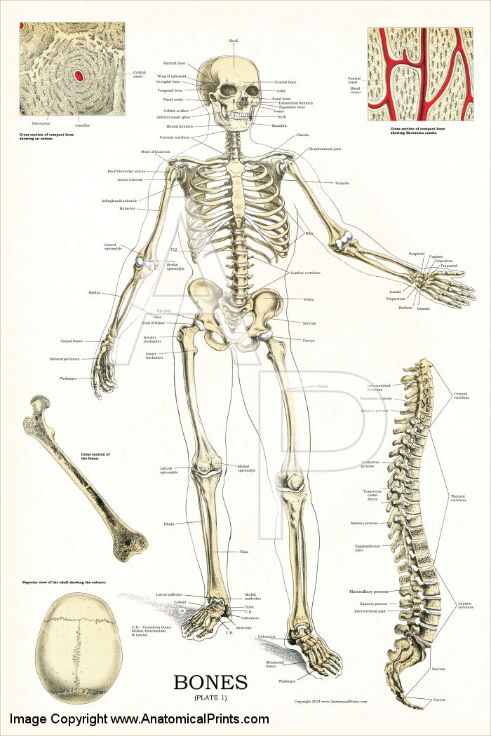 free-printable-anatomy-charts