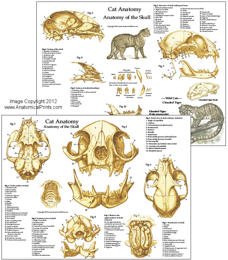 Normal Cat Skull Rads Cat Skull Structure 3D Cat Skull CNC And 3D Print Model TurboSquid
