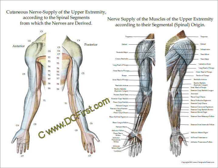 Nerve Innervation Of Upper And Lower Extremities nerve-innervation-of-upper-and-lower-extremities