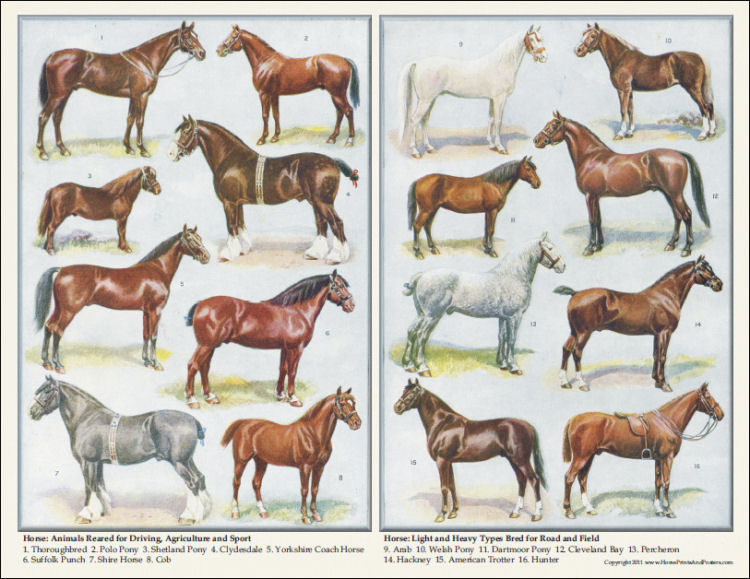 Breeds of Horses Poster