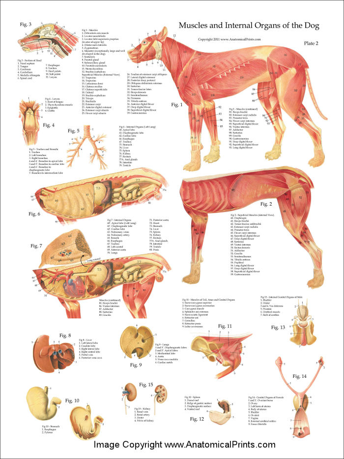 Dog Anatomy Poster Set 18 x 24