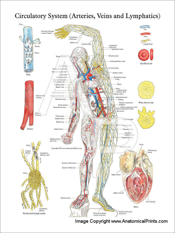 explain the structure and function of the circulatory and lymphatic systems