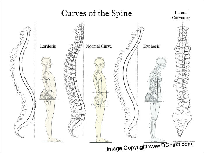 Curves of the spine poster