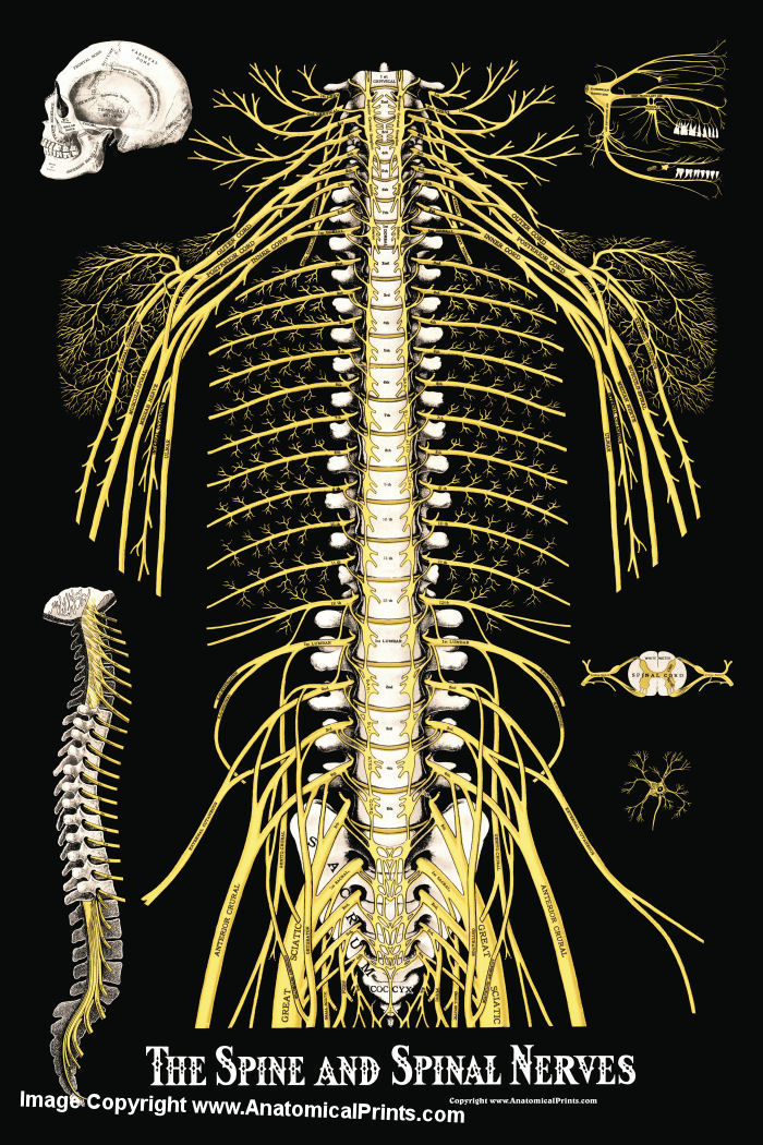 Tree Cervical Vertebra Arteria Spine Spinal Nerves Anatomical Model ...