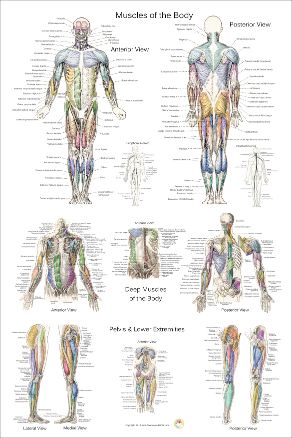 Muscle Anatomy Poster - Anterior, Posterior and Deep Layers