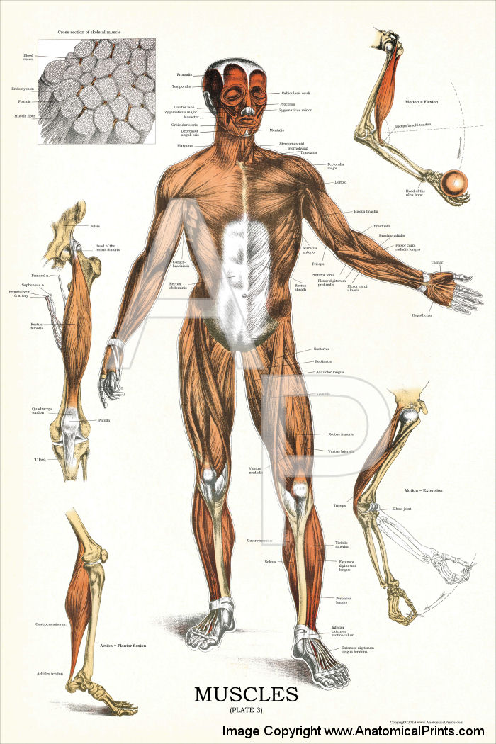 Muscular System Anatomy Chart 24 X 36