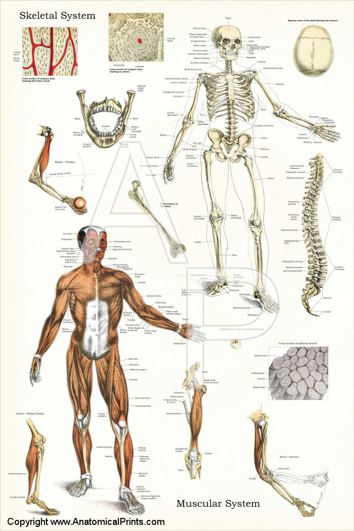 Skeletal and Muscular Systems Anatomy Chart 24 x 36